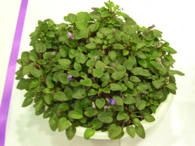 Teeny_Bopper_2005avsa - violete de pe net 1