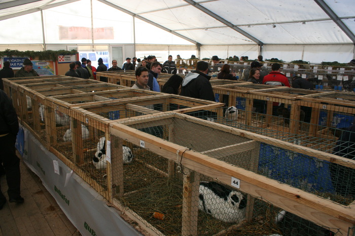 EXPO-PAS Suceava 2009 - EXPO PAS Suceava 2009