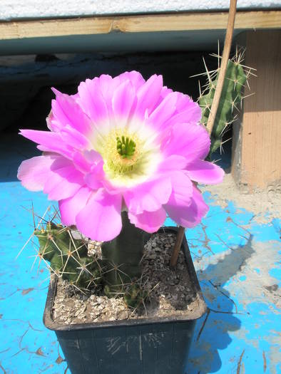 Echinocereus pentalophus - 18.05 - Echinocereus