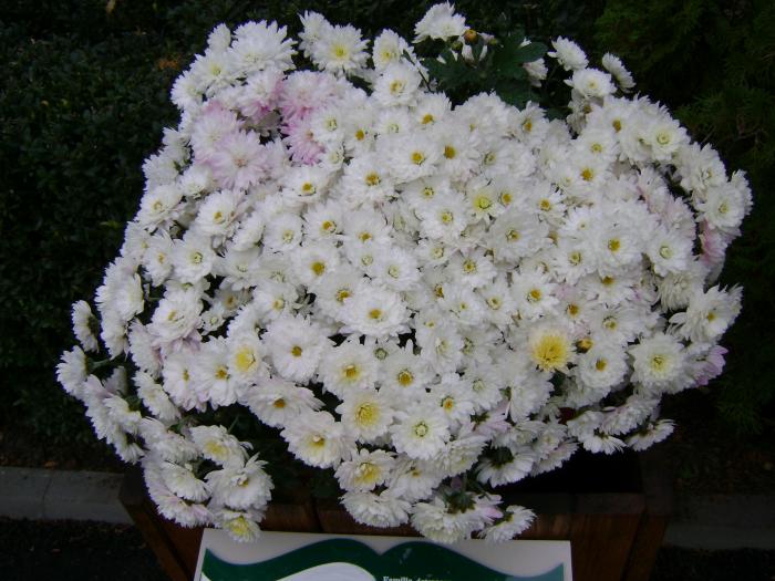 DSC00122 - Flori de toamna - Iasi - 26 oct 2008