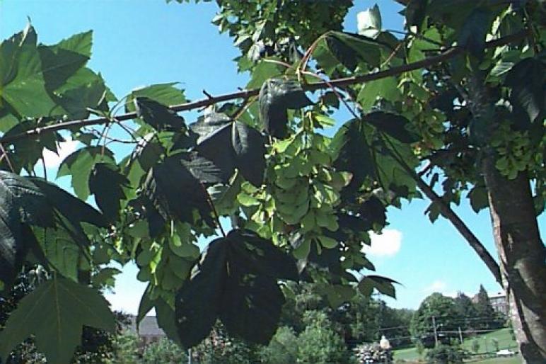 PALTIN DE MUNTE.3jpg