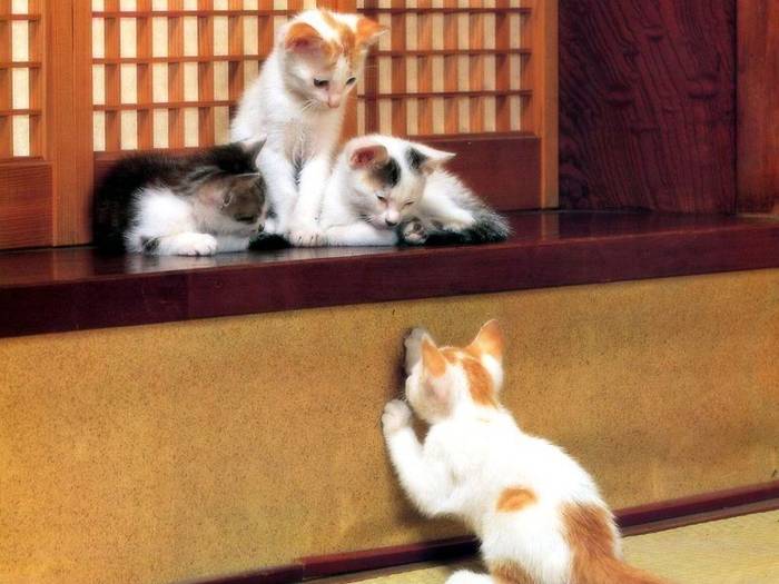 4 pisici mici - Pisicute