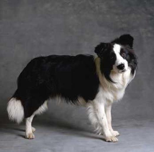 BORDER COLLIE