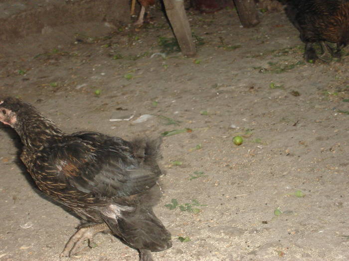 89 - Rate-Gaini-Gaste