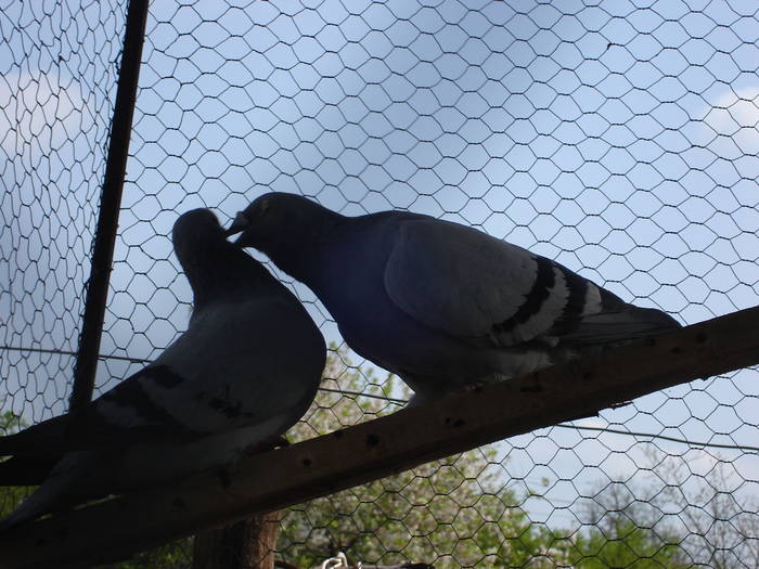 183 - E Porumbei Voiajor Standard Vechi