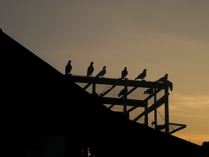 porumbei pe seara; voliera ,frumoasa pacat ia speriat ceva ca nu mai intra in voliera
