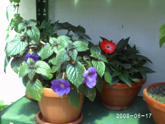 Achimenes mov - Achimenes