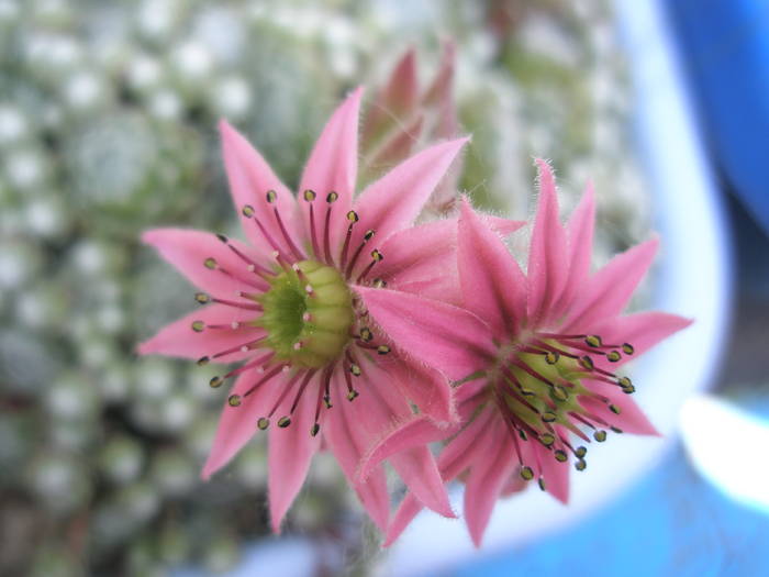 Sempervivum arachnoideum - detaliu flori - Plante de exterior din vara 2009