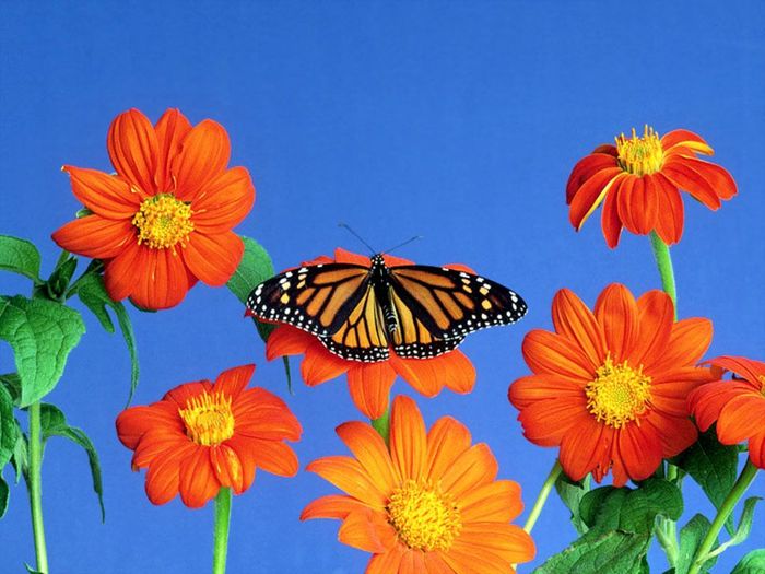 Flowerses_and_butterfly_-_Desktop_Wallpapers - club cu natura