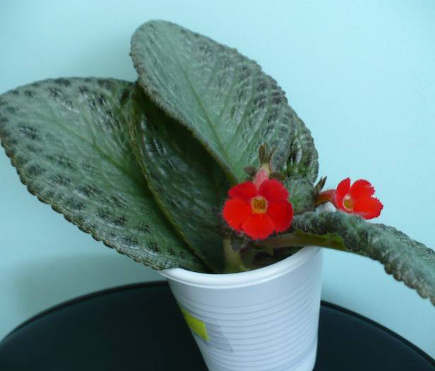 P1110447 - Episcia 2009 - 2010 - 2012 - 2014