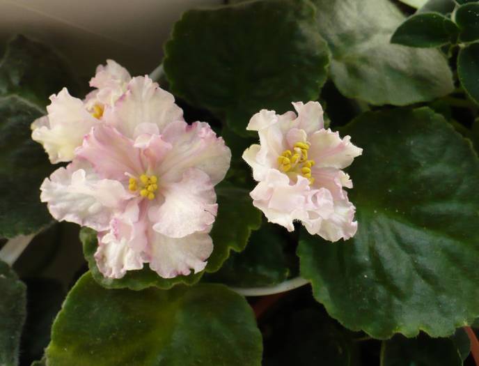P1140627 - Saintpaulia - violete de camera