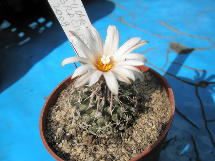 Turbinicarpus sp. (gracilis)