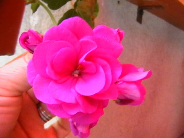 Picture 008
