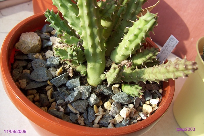 Huernia rubra - Suculente