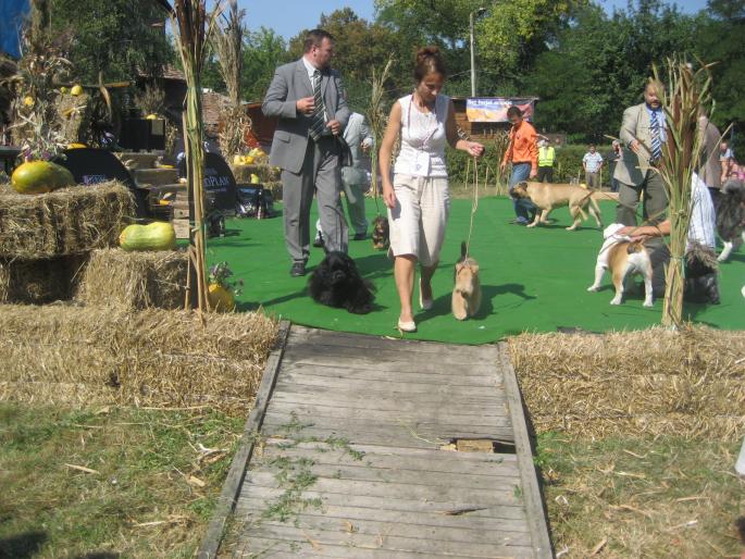 IMG_3290 - EXPO Tg Mures 2008