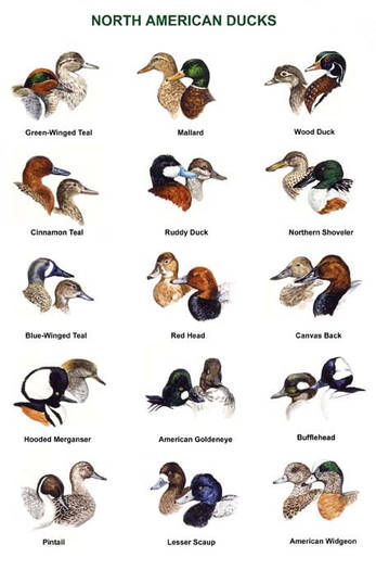 North American Ducks_jpg - pozee
