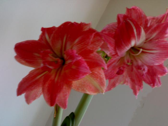 Hippeastrum Lady Jane - Hippeastrum sezon 2008