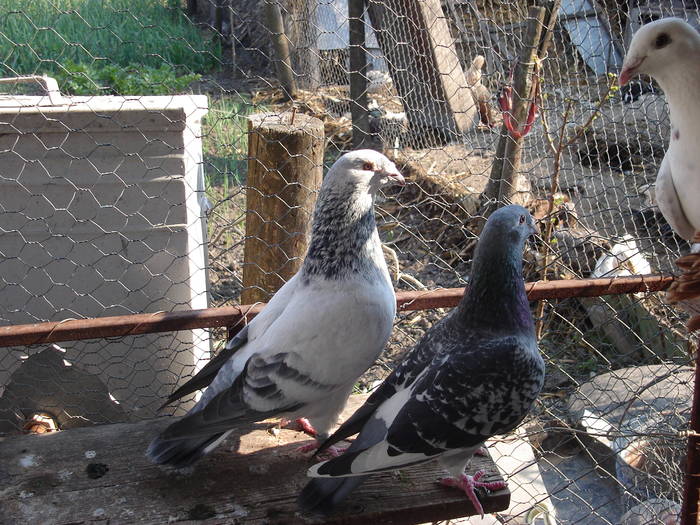 151 - E Porumbei Voiajor Standard Vechi