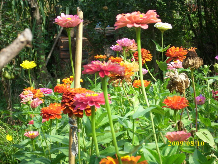 DSCI0948 - carciumarese-zinnia