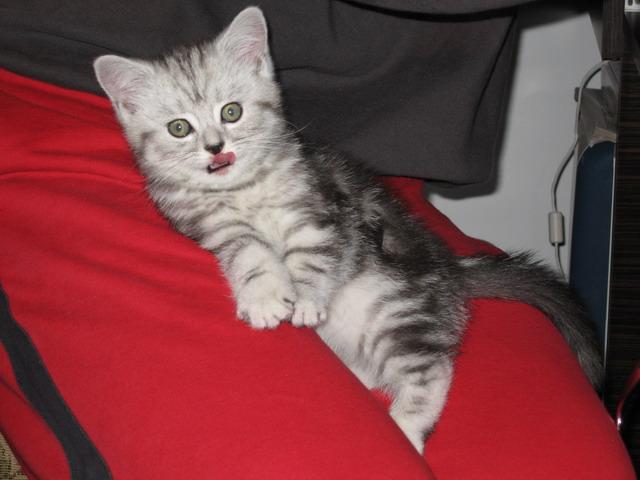 British; Ophra acasa la ea
