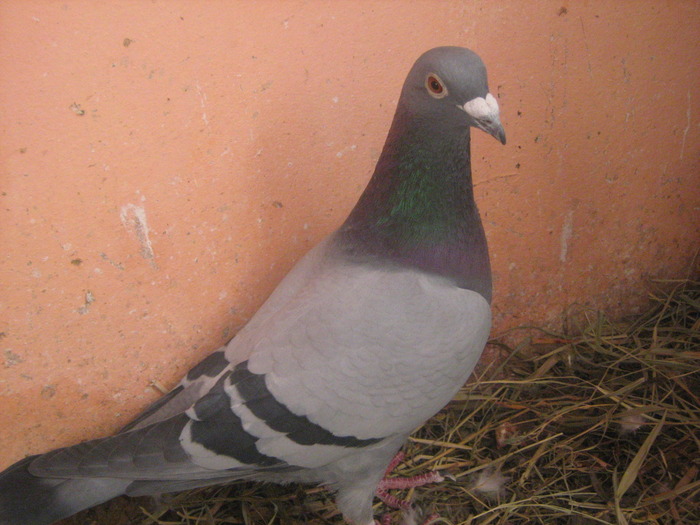 Picture 448 - porumbei mei zburati in 2009