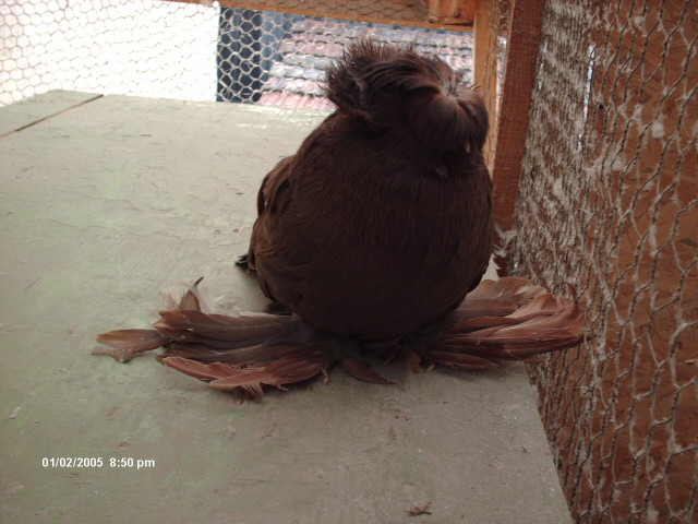 HPIM2346 - 7-tobosari de buhara-2010