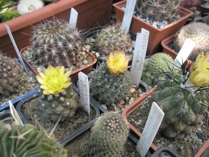 Neochileniile cu flori - CACTUSI - ANUL 2008