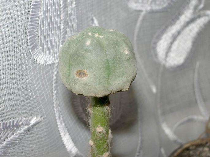 Lophophora williamsii v. caespitosa - pe Peireskiopsis - Plante altoite