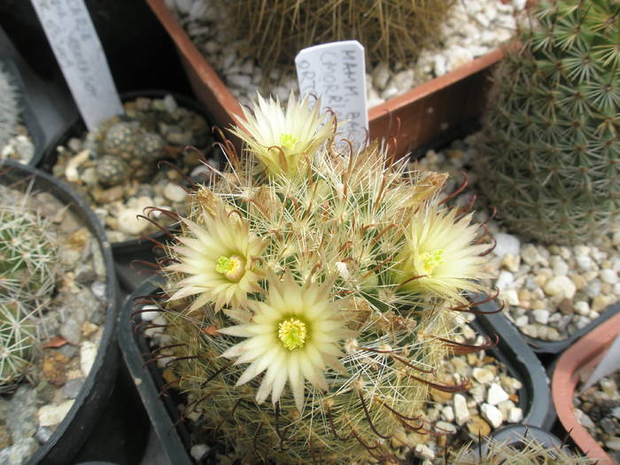 Mammillaria barbata - 16.05 - Mammillaria