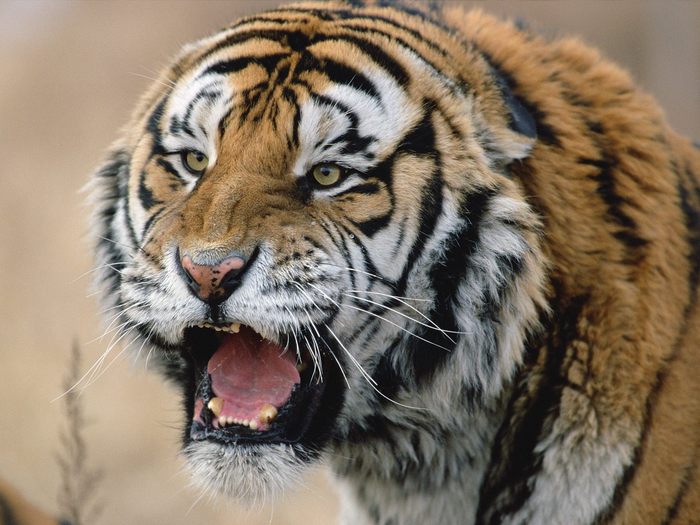 Tiger_14 - Desktop Tigers