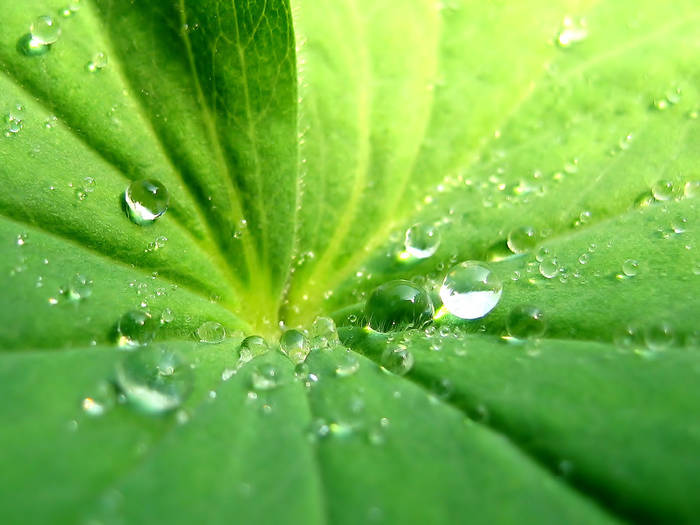 Drops On Leaf
