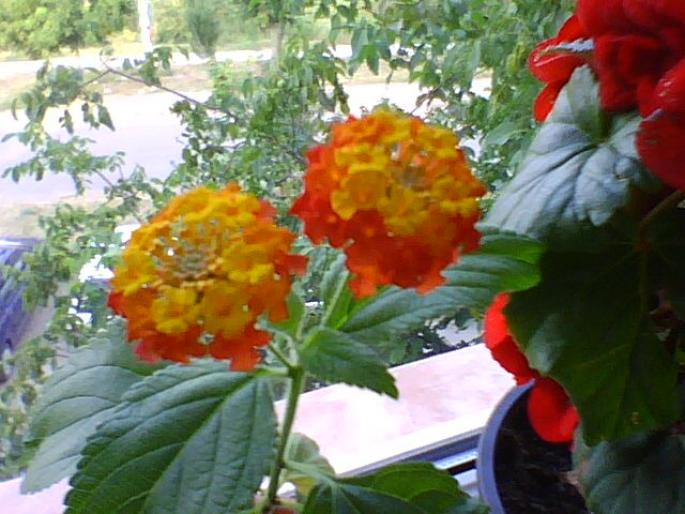 lantana