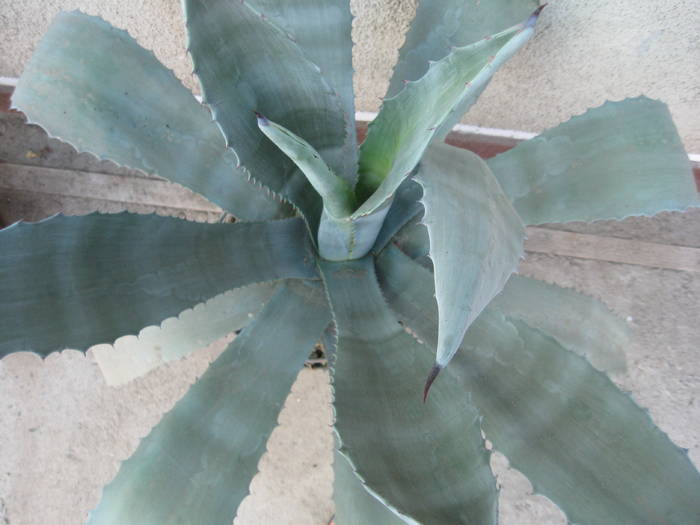 AGAVE - FLORI