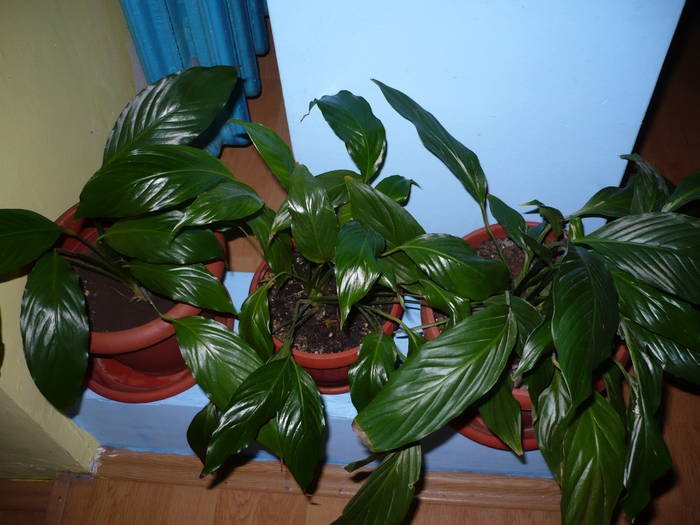 flori 19.05.2009 022 - Flori