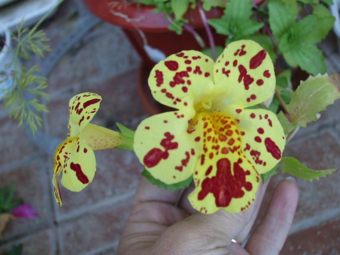 mimulus - Flori