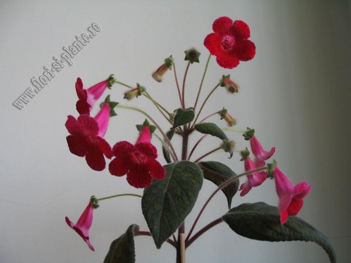 Kohleria Imensa 9