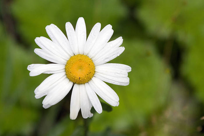 margareta - Flori