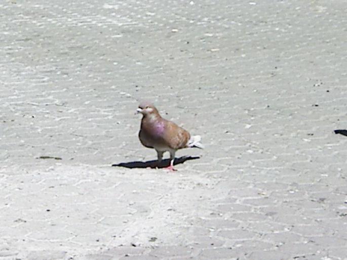 Picture 248 - 18c Bucuresti