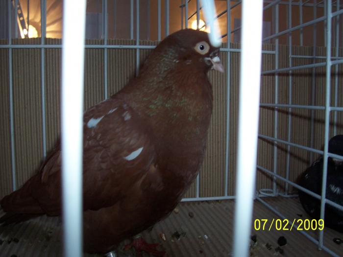 Expo Oradea 2009 040