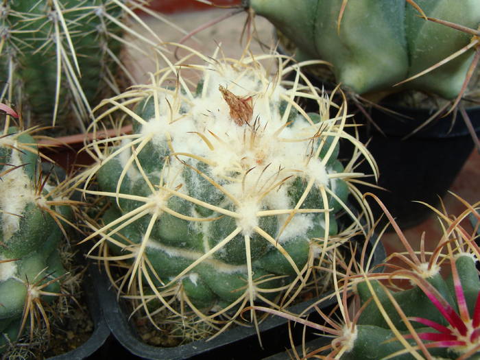 Coryphantha 2