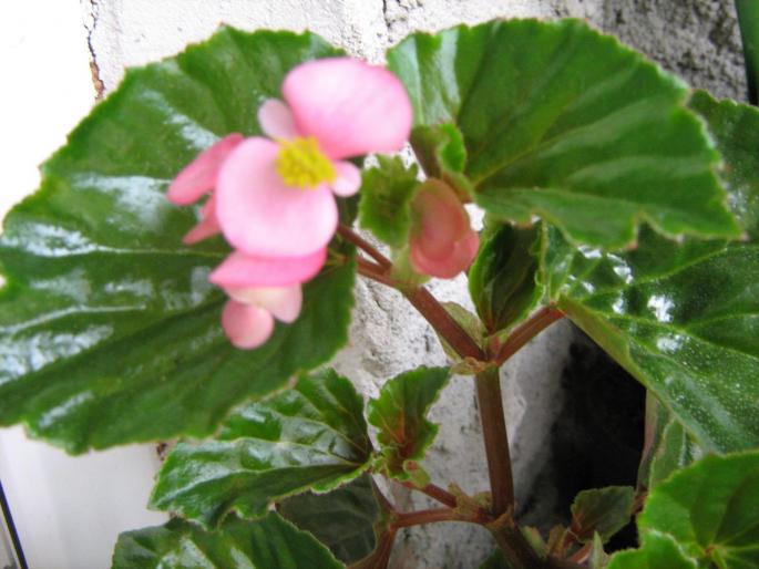 begonie - floricele