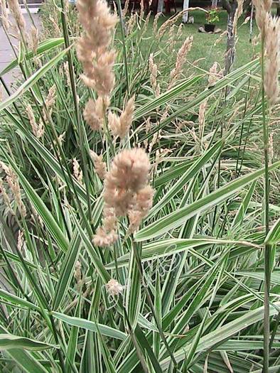 IMG_1195 - Phalaris arundinacea - Feesey