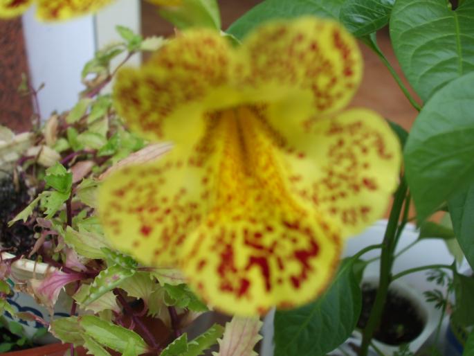 mimulus - Flori