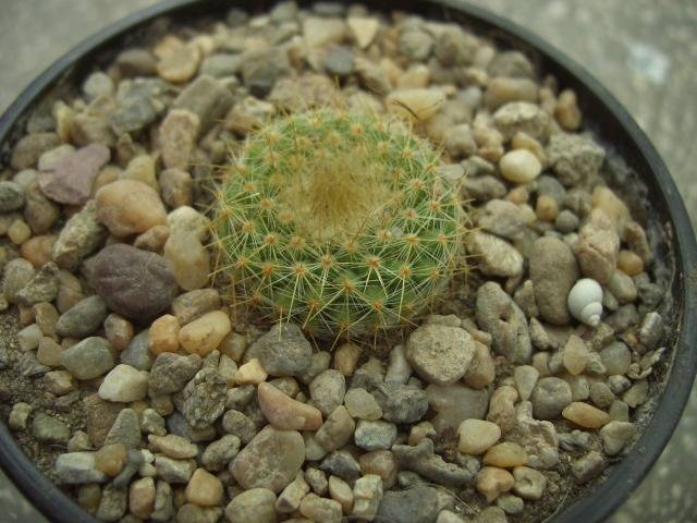 Parodia chrysacanthion