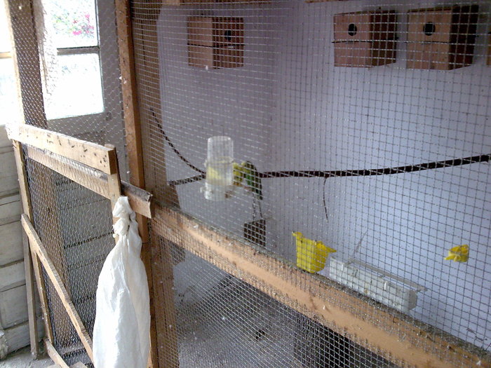 Imagine031 - PAPAGALI SI CANARI