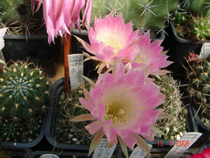 DSC06124