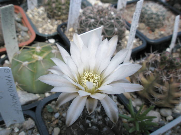 Gymnocalycium ragonesii- 06.06