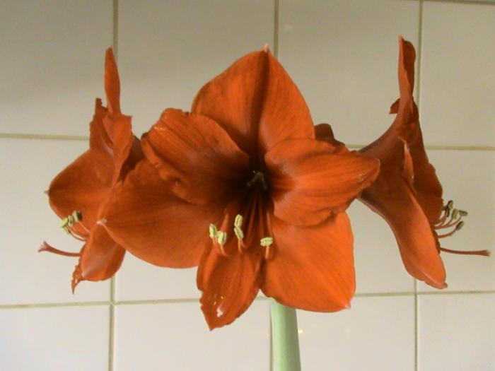 002 Amaryllis 12 ian 2009 (1) - hippeastrum - amaryllis