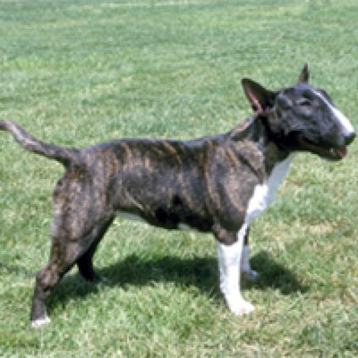 MINIATURE BULL TERRIER - RASE CAINI