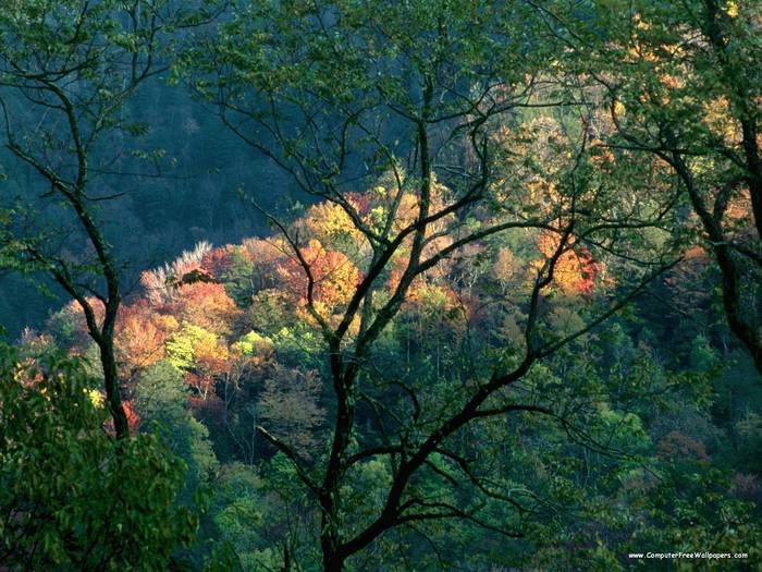 Autumn Light, Great Smoky Mountains, Tennessee